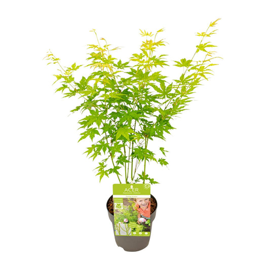 🌳 Acer palmatum ‘Going Green’ – Japanse Esdoorn