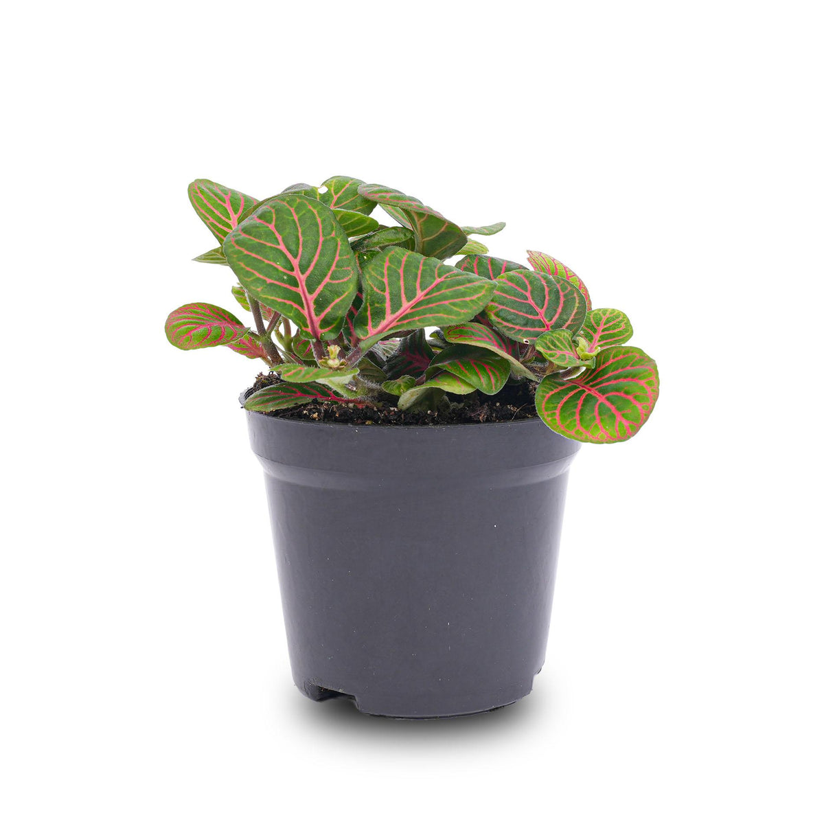 🌿 Fittonia ‘Bubble Red’ – Mozaïekplant