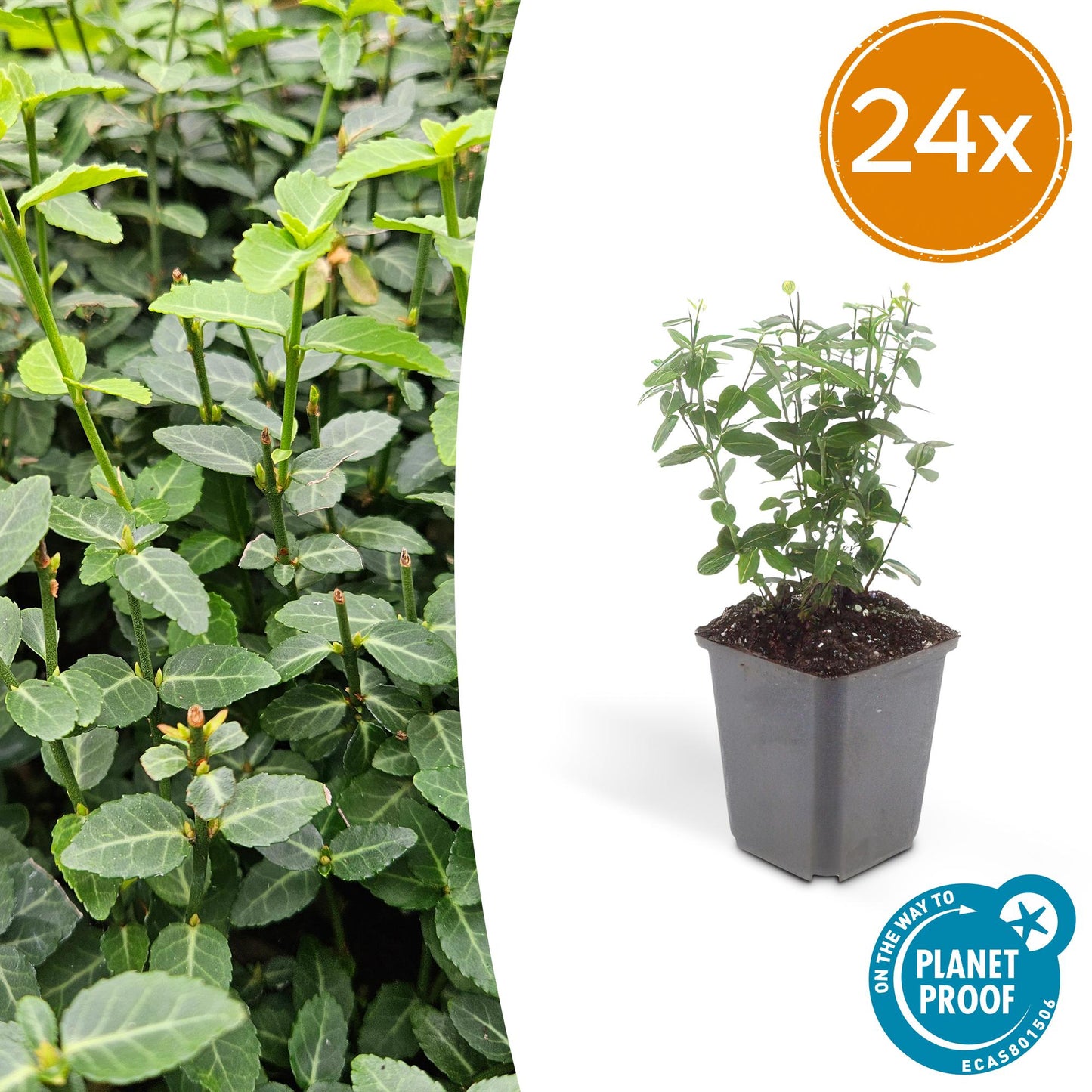 🌿 Euonymus fortunei ‘Radicans’ | Bodembedekker (24 Stuks)