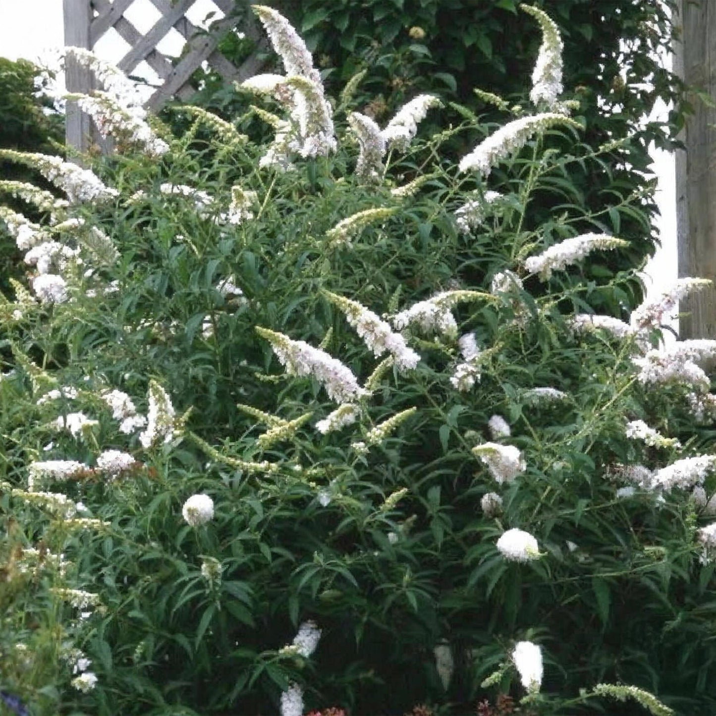 🦋 Buddleja davidii ‘White Profusion’ – Witte Vlinderstruik | (3 stuks)