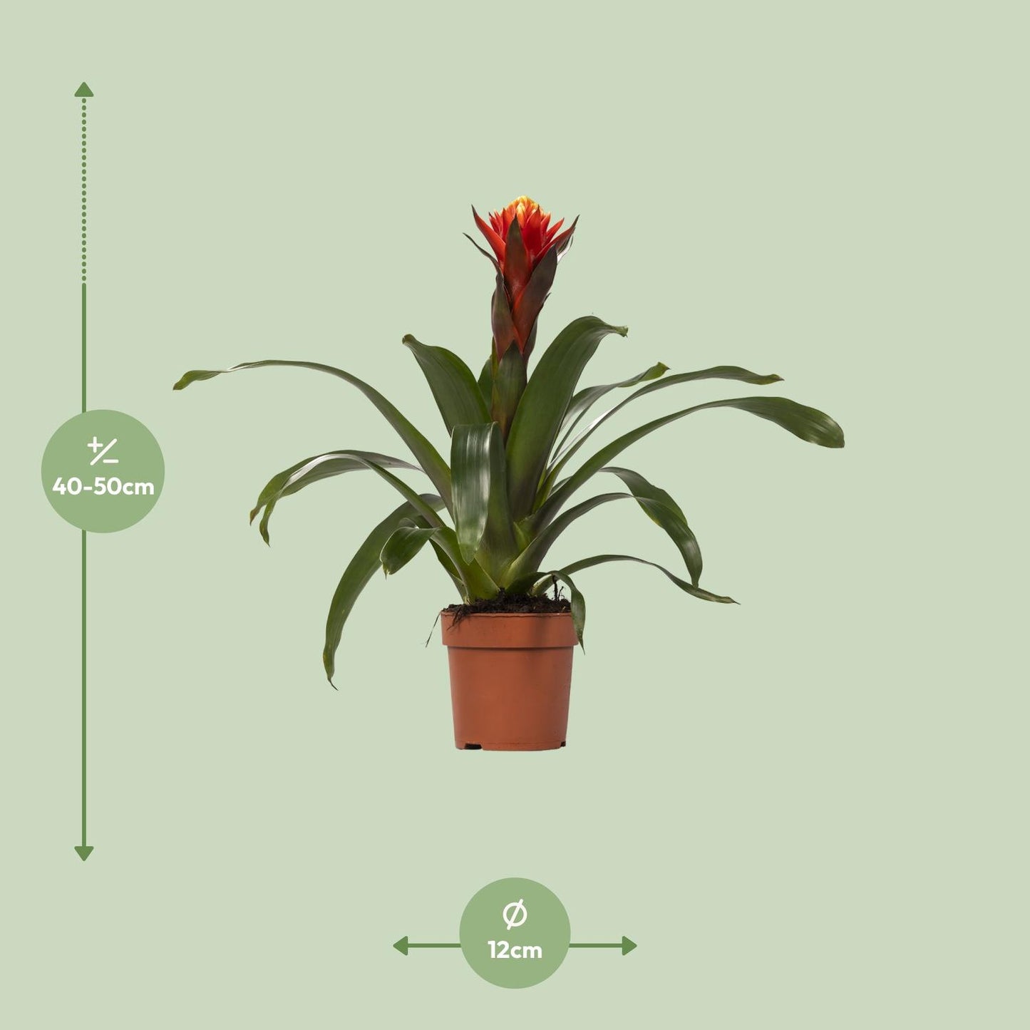 🌸 Guzmania ‘Happiness’