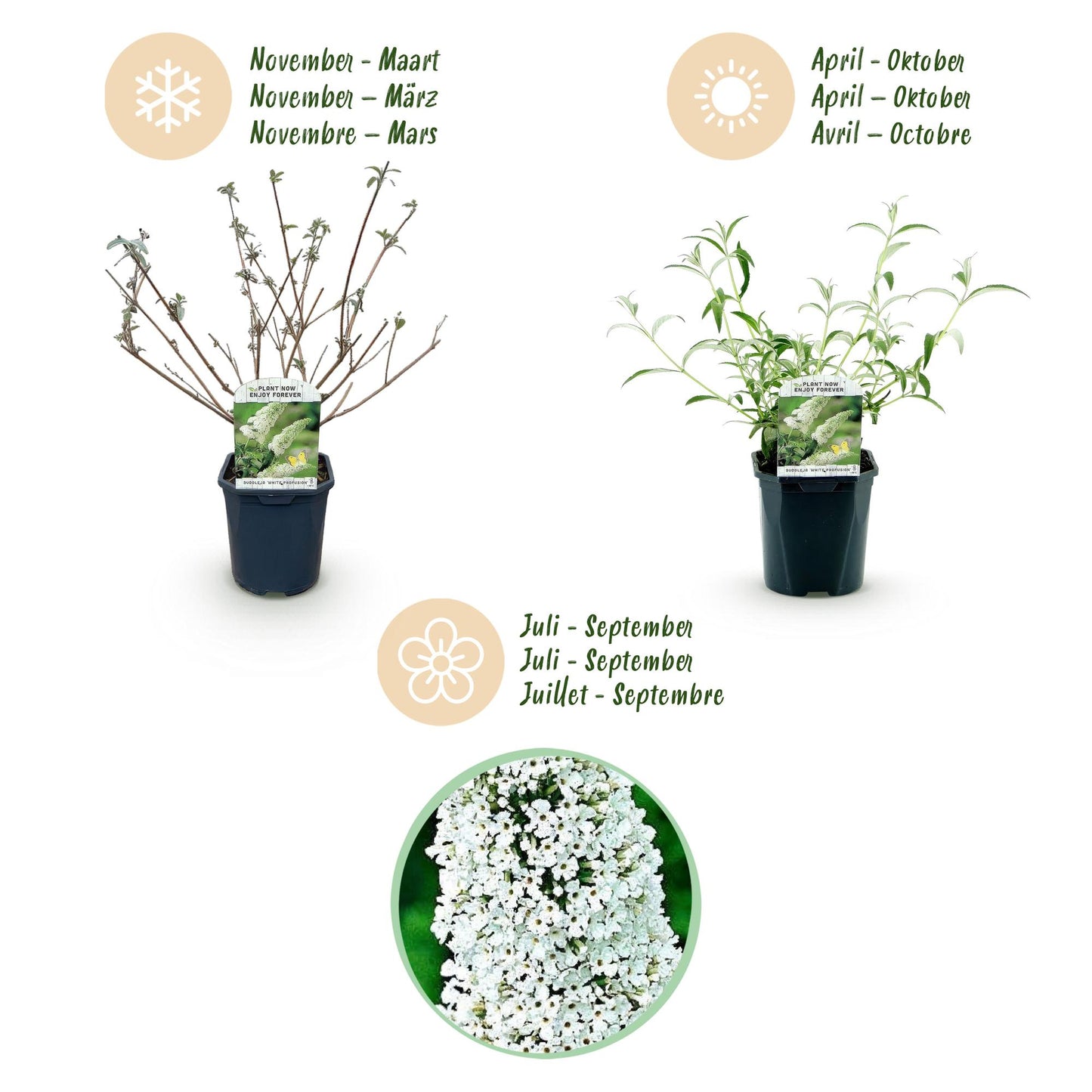 🦋 Buddleja davidii ‘White Profusion’ – Witte Vlinderstruik | (3 stuks)