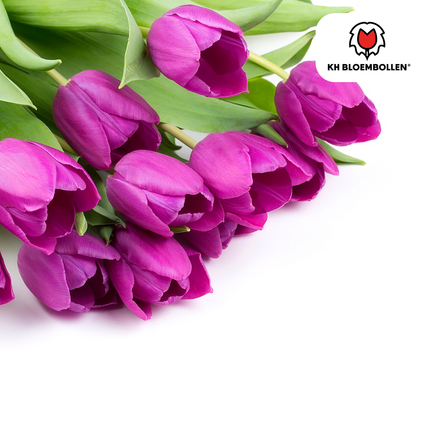 🌷 Tulpenbollen ‘Purple Prince’ – Paarse Tulp (20 Stuks)
