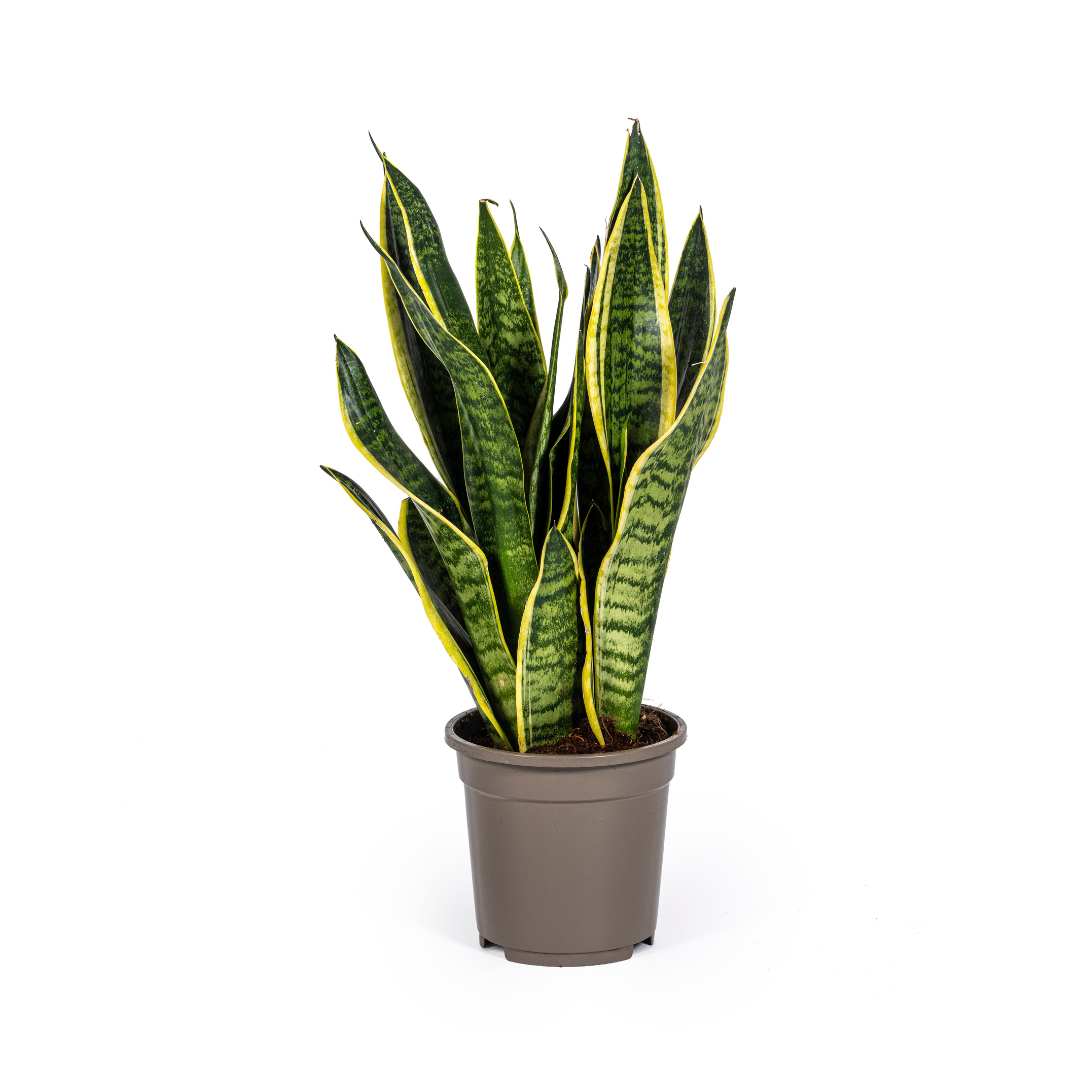 🌿 Sansevieria trifasciata ‘Futura Superba’ – Vrouwentong Kamerplant | Sterk & Onderhoudsvriendelijk