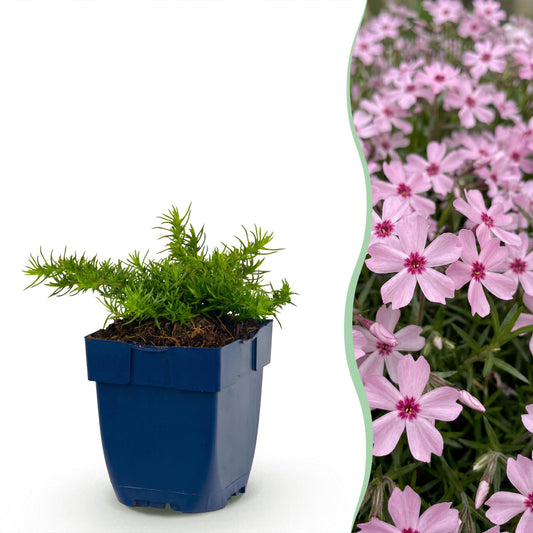 🌿 Phlox subulata 'Rosette' – Roze Vlambloem | 3 stuks