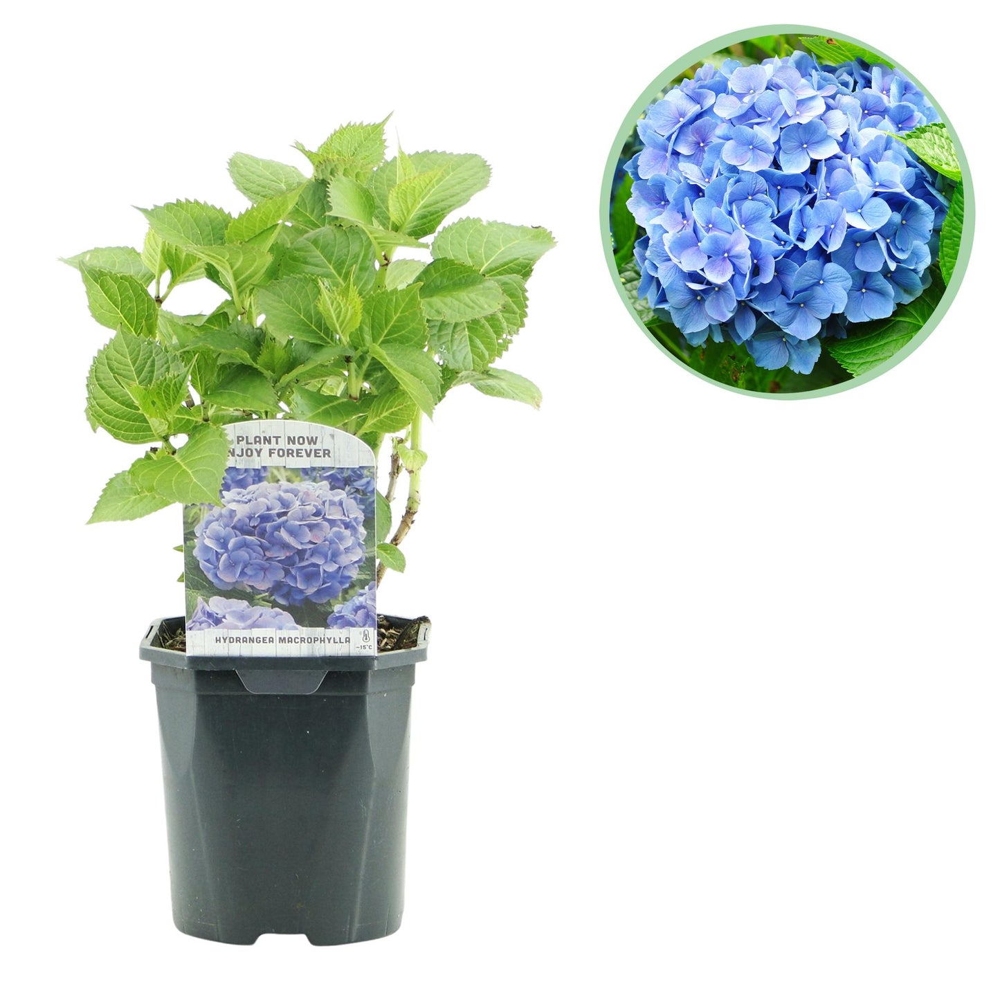 💙 Hydrangea macrophylla – Blauwe Hortensia