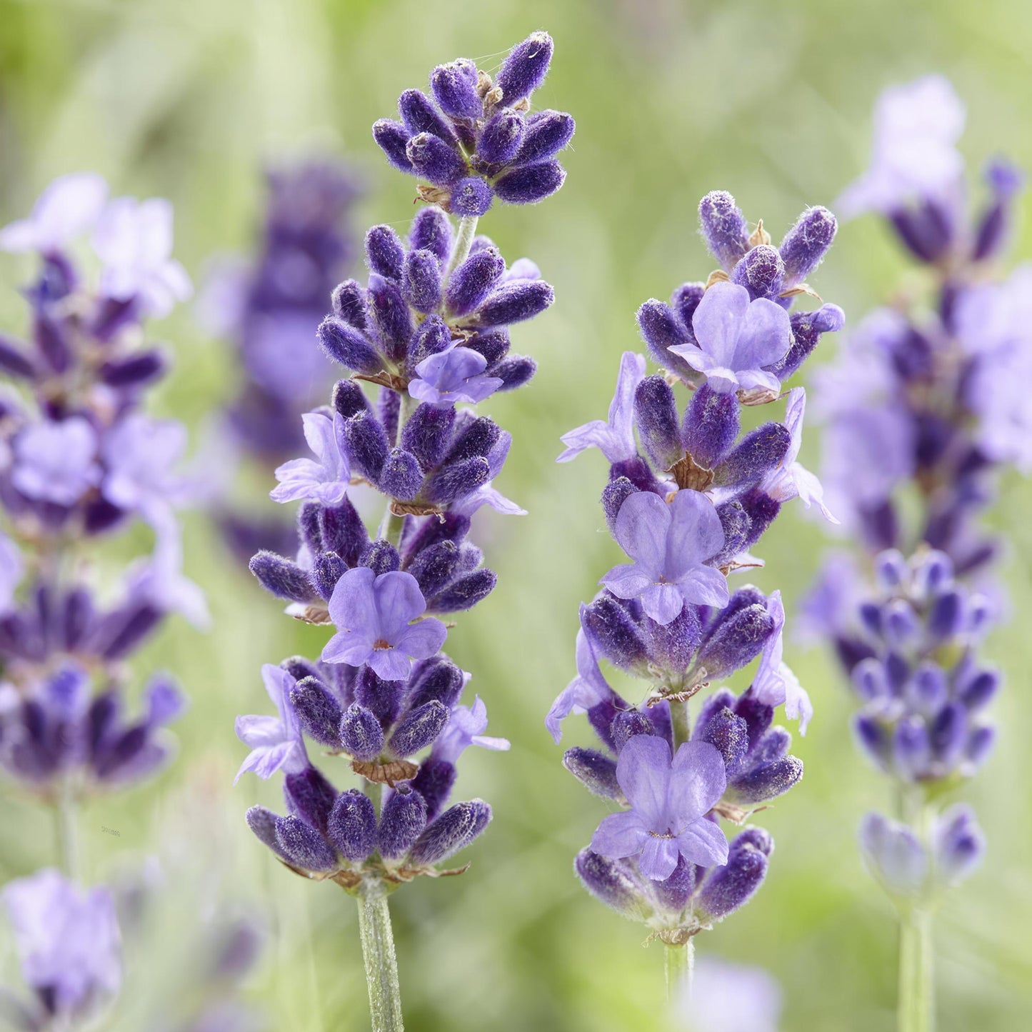 💜 Lavandula angustifolia ‘Hidcote’ – Geurende Lavendel (24 stuks)