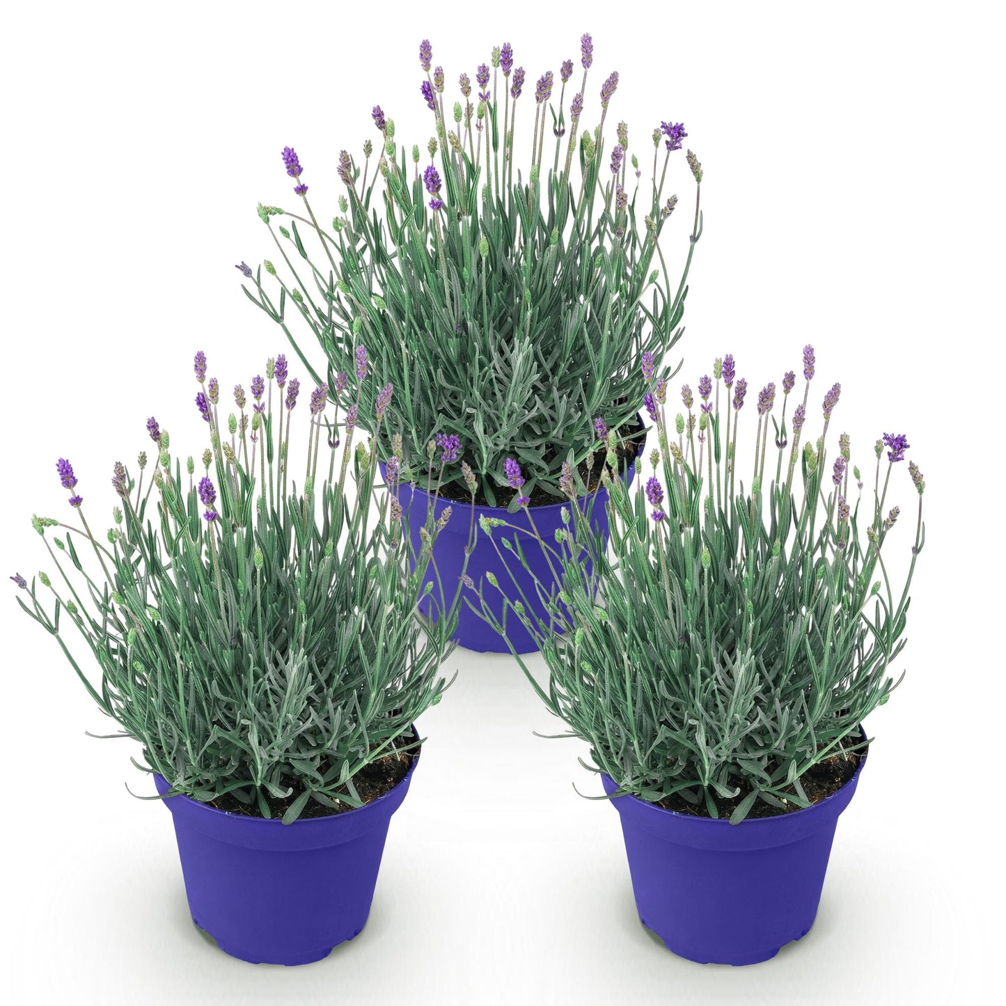 🌿 Lavandula ‘Hidcote’ | Lavendel Set (3 Stuks)