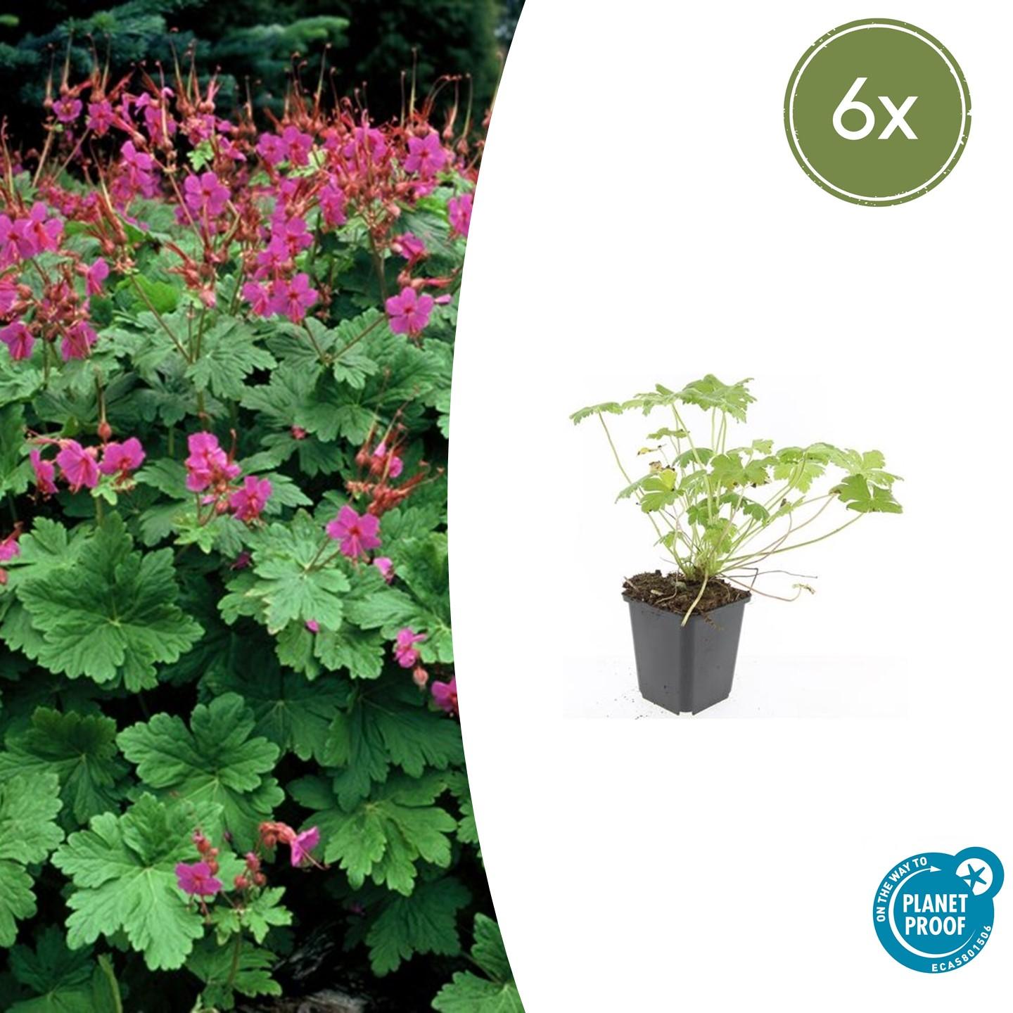 🌸 Geranium macrorrhizum ‘Czakor’ – Winterharde Geurende Bodembedekker (6 stuks)