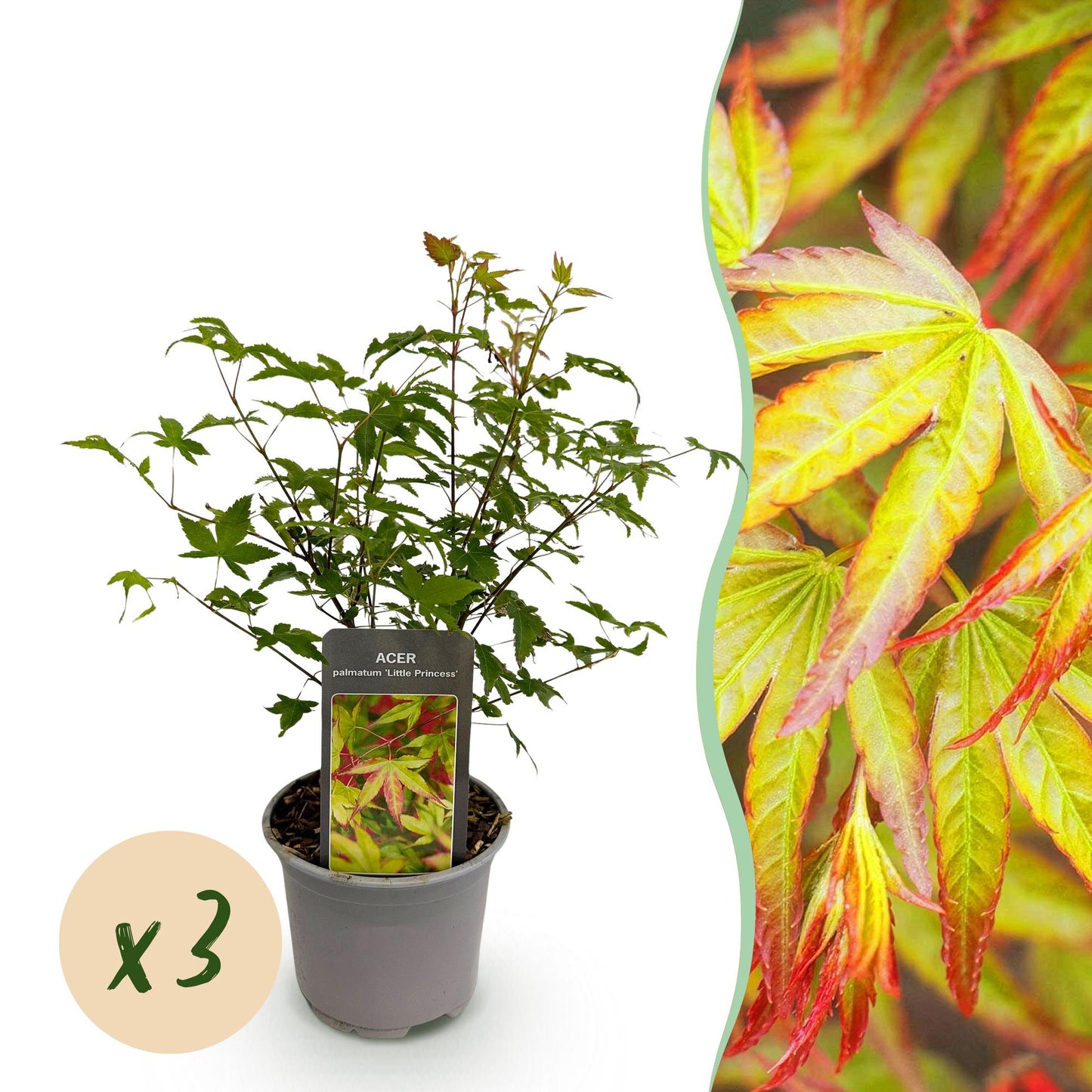 🍁 Acer palmatum ‘Little Princess’ – Groene Japanse Esdoorn | (3 stuks)
