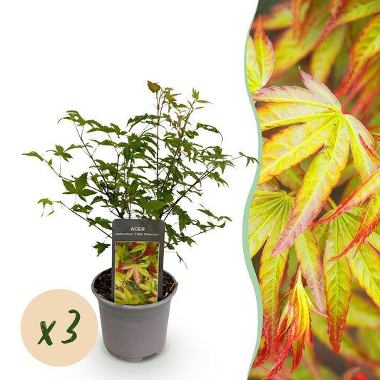 🍁 Acer palmatum ‘Little Princess’ – Groene Japanse Esdoorn | (3 stuks)