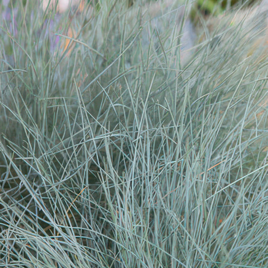 🌾 Festuca glauca ‘Elijah Blue’ | Blauw Siergras (24 Stuks)