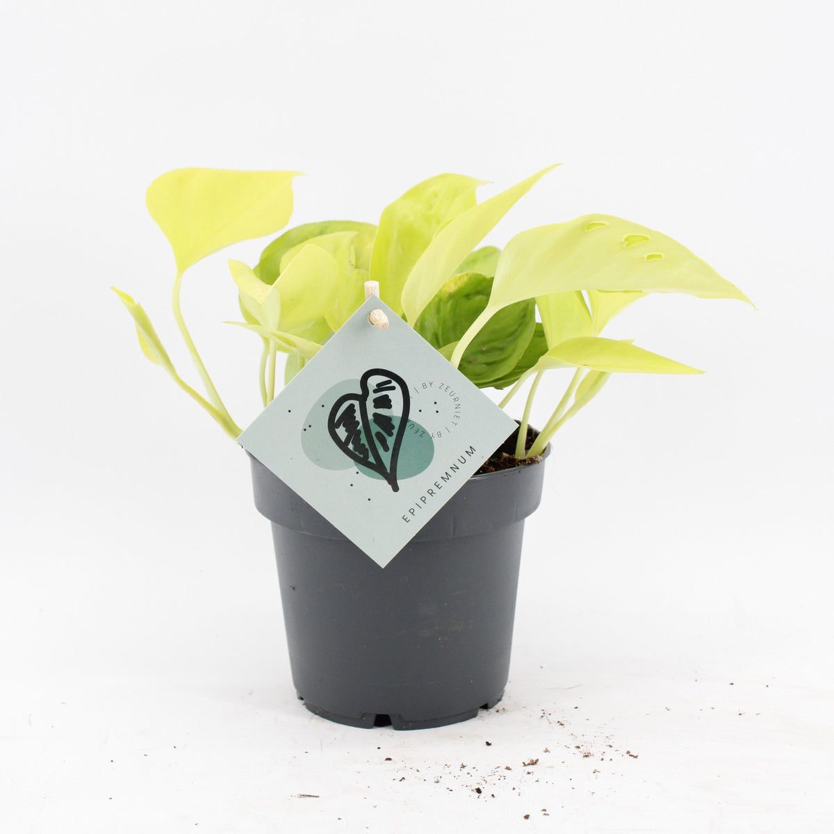 💛 Epipremnum ‘Champs Élysées’ – Limoengele kamerplant