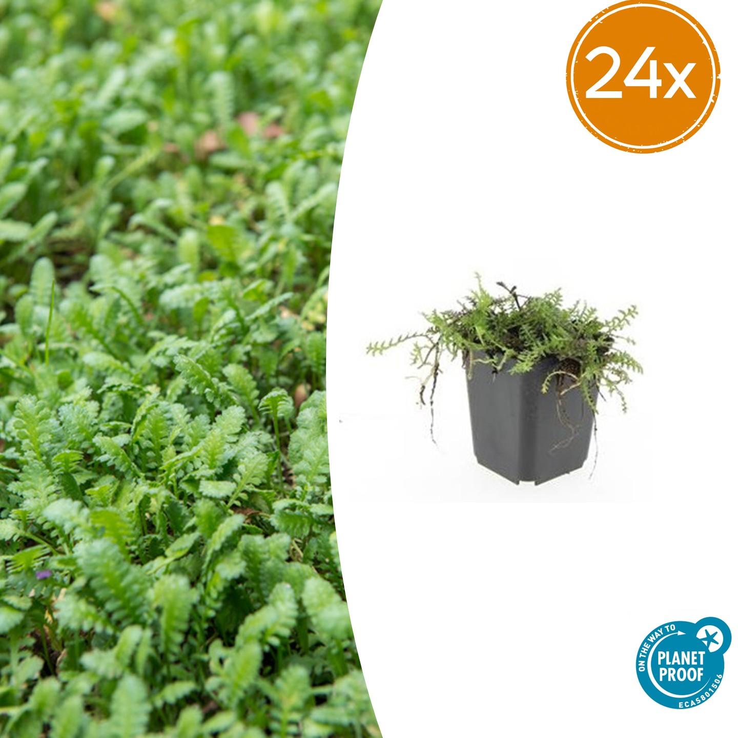 🌿 Leptinella squalida – Winterharde Lage Bodembedekker (24 stuks)