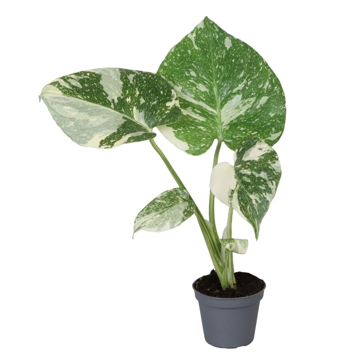 🌿 Monstera deliciosa ‘Thai Constellation’ – Groen-witte bonte kamerplant