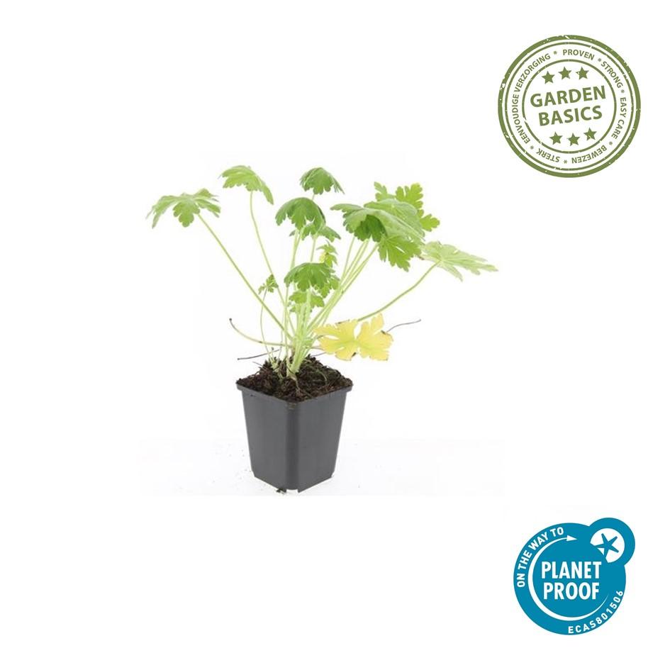 🌸 Geranium ‘Spessart’ – Winterharde Geurende Bodembedekker (6 stuks)