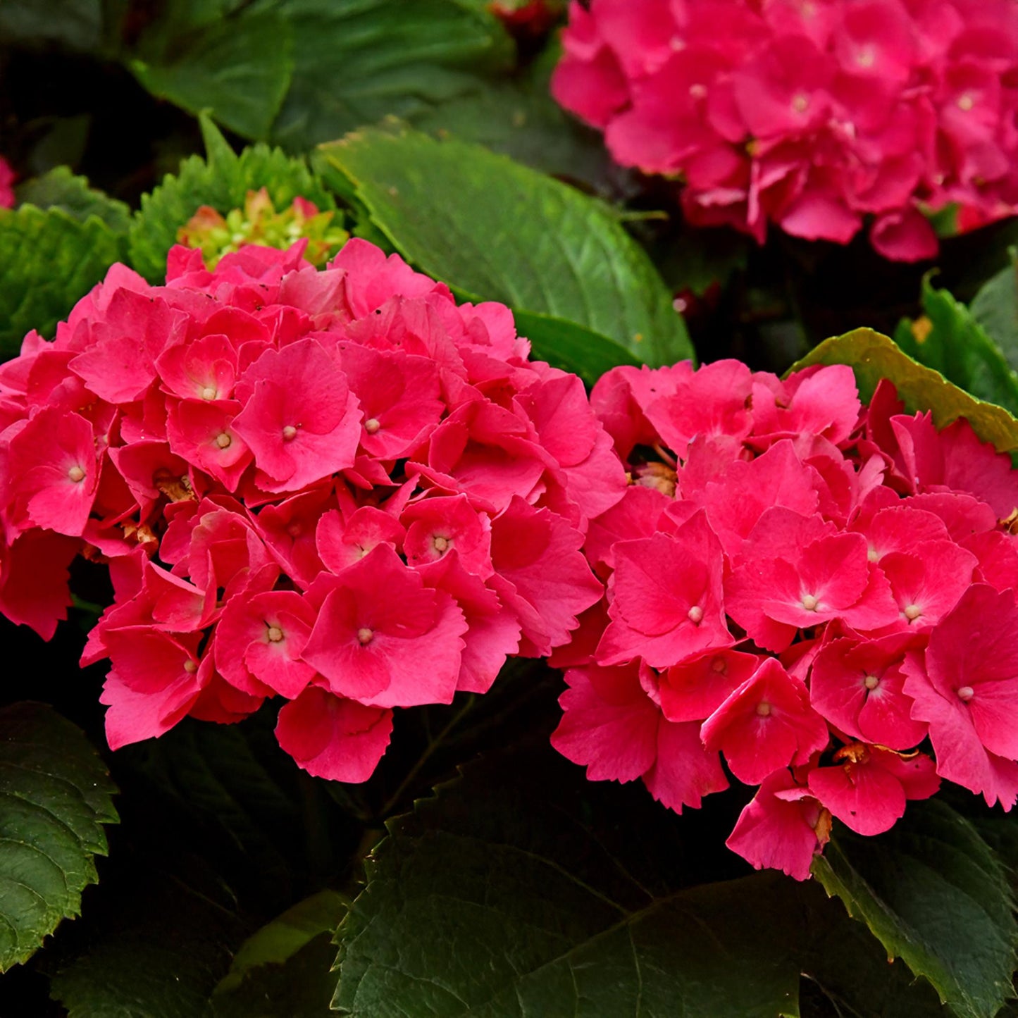 ❤️ Hydrangea macrophylla – Rode Hortensia
