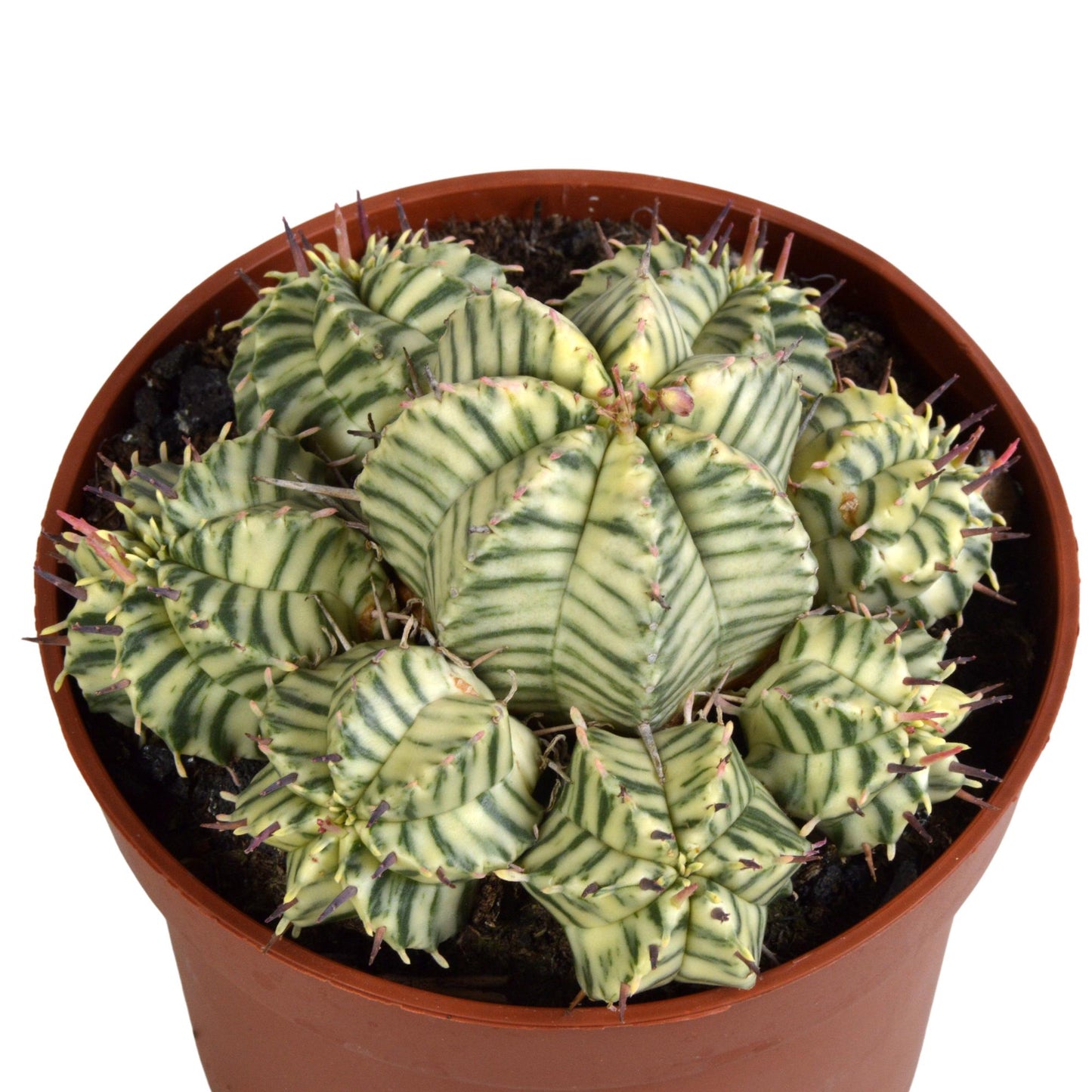 🌵 Euphorbia meloformis variegata – in Clay pot
