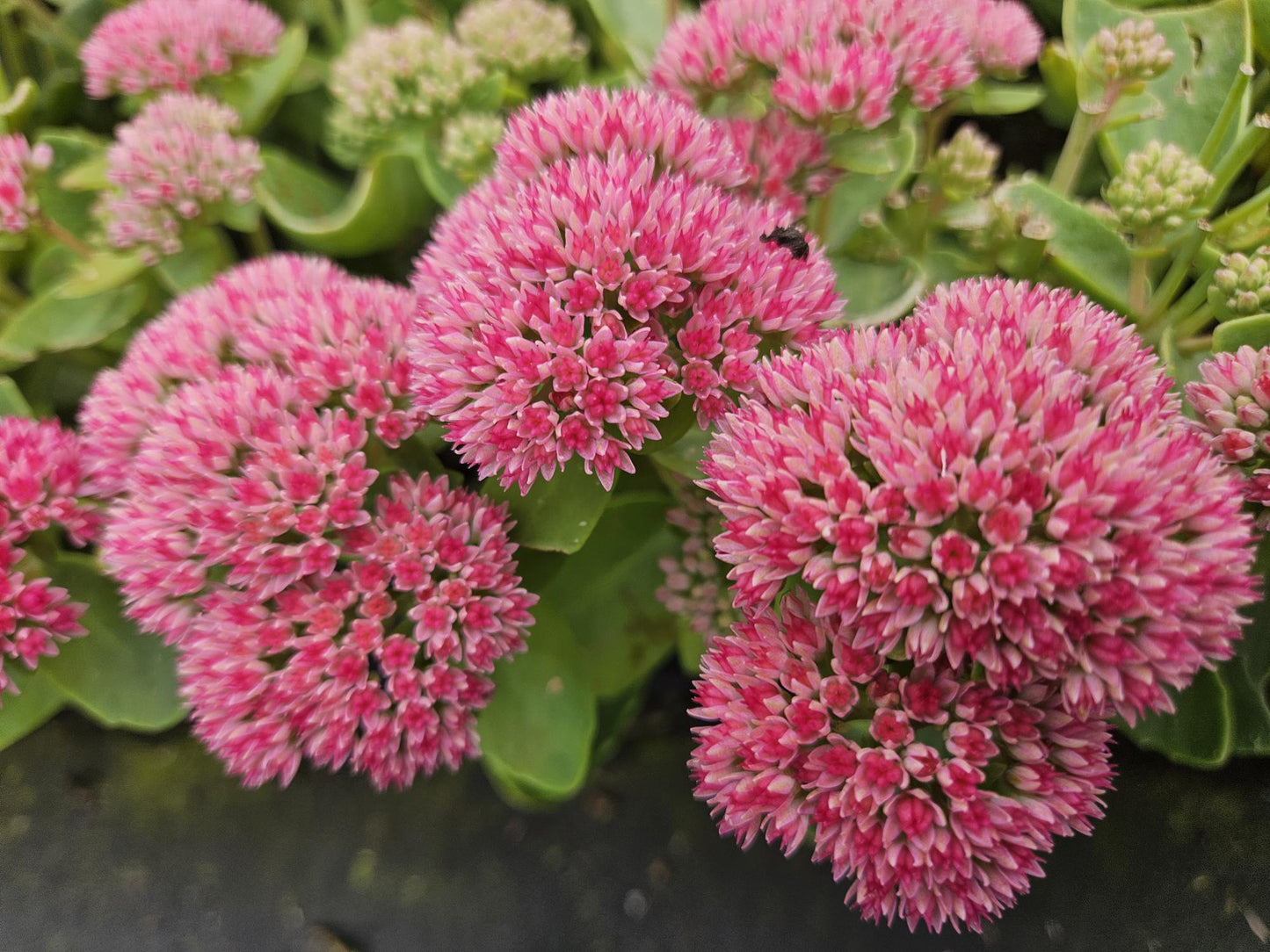 🌿 Sedum ‘Herbstfreude’ – Winterharde Bloeiende Vaste Plant (6 stuks)