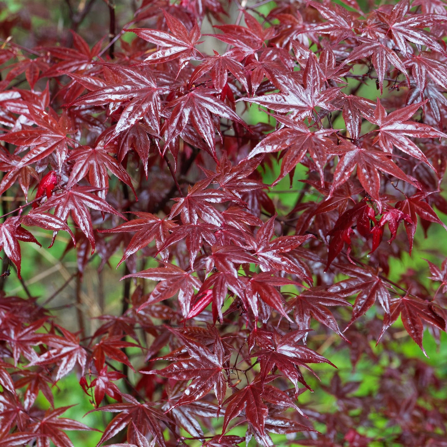 🌳 Acer palmatum ‘Bloodgood’ – Japanse Esdoorn (2 Stuks)