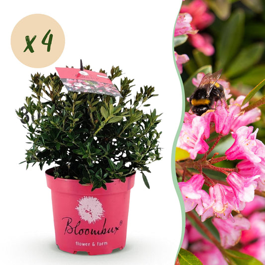 🌿Rhododendron ‘Bloombux Magenta’ – Dwerg Rhododendron | (4 stuks)