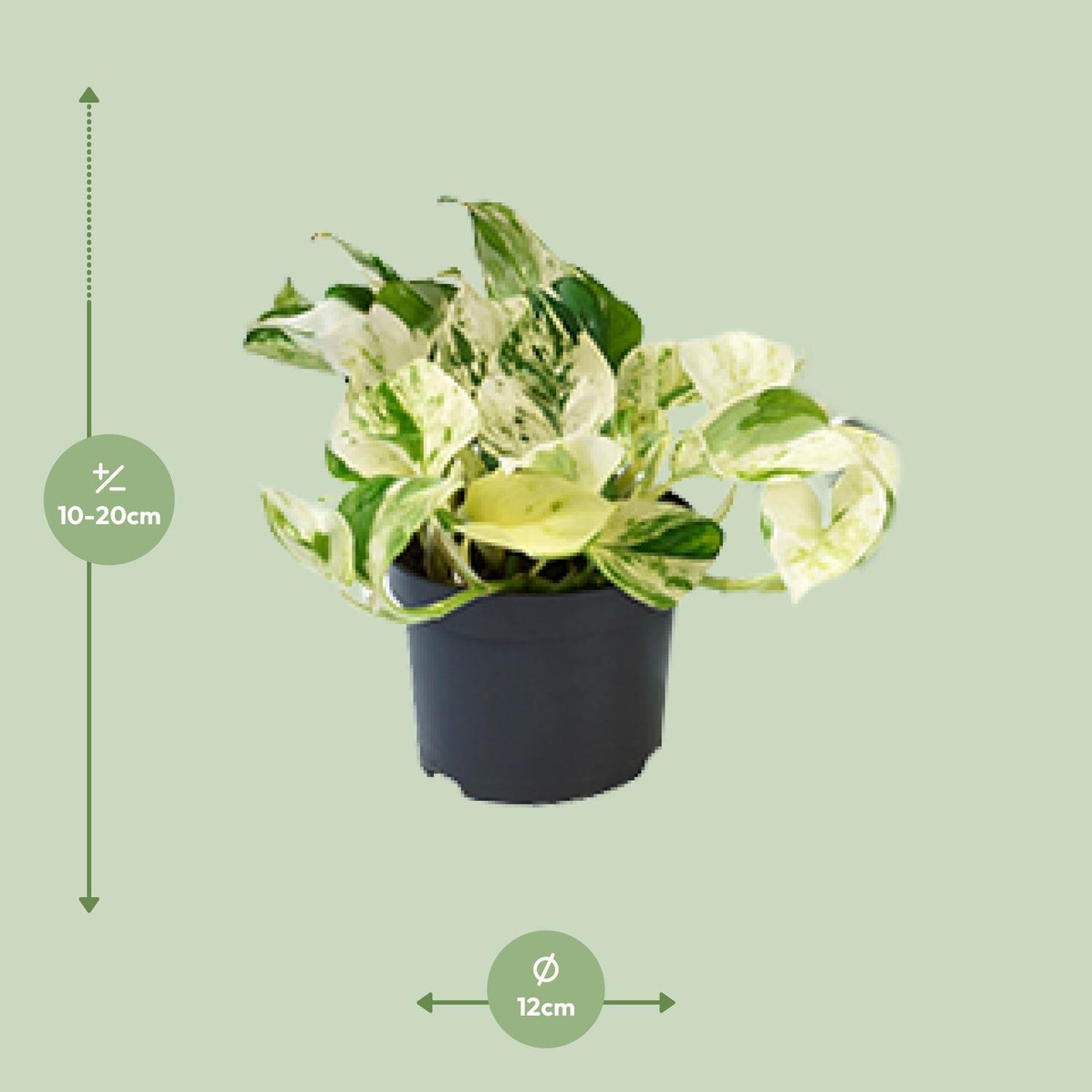 🌿 Epipremnum Happy Leaf - Scindapsus