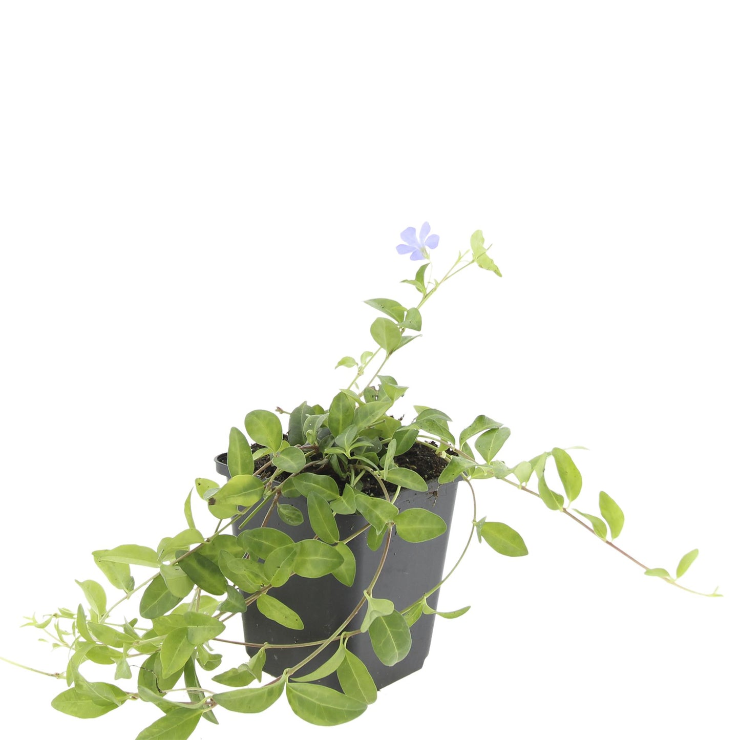 🌿 Vinca minor ‘La Grave’ – Winterharde Paarsbloeiende Bodembedekker (24 stuks)