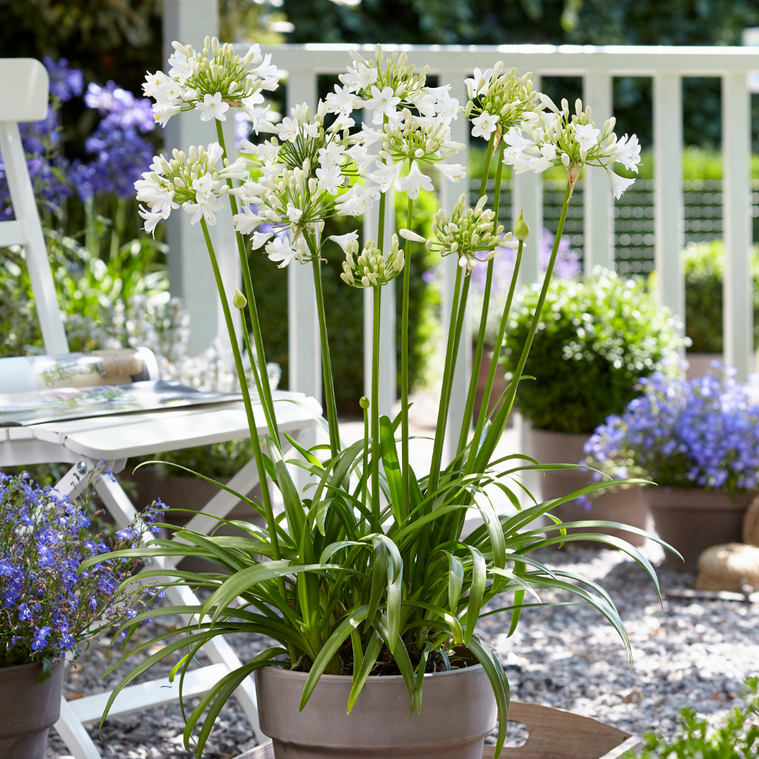 🌿 Agapanthus 'Everwhite' – Elegante Witte Afrikaanse Lelie