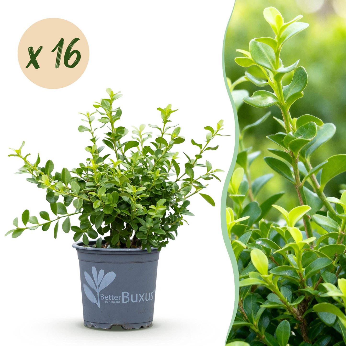 🌿 Buxus 'BetterBuxus Babylon Beauty' – Buxus Haag (16 stuks)