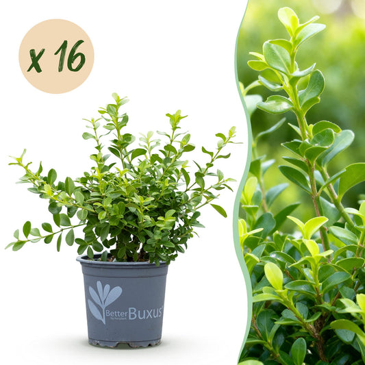 🌿 Buxus 'BetterBuxus Babylon Beauty' – Buxus Haag (16 stuks)