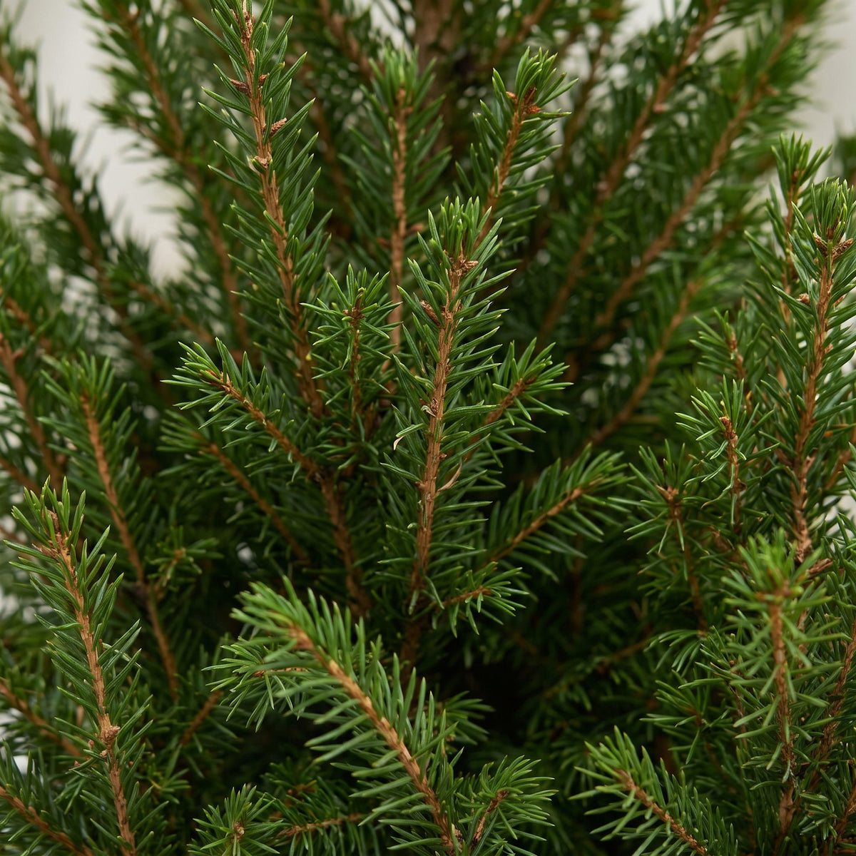🎄 Picea glauca ‘Conica’ – Groene kegelspar met jute zak