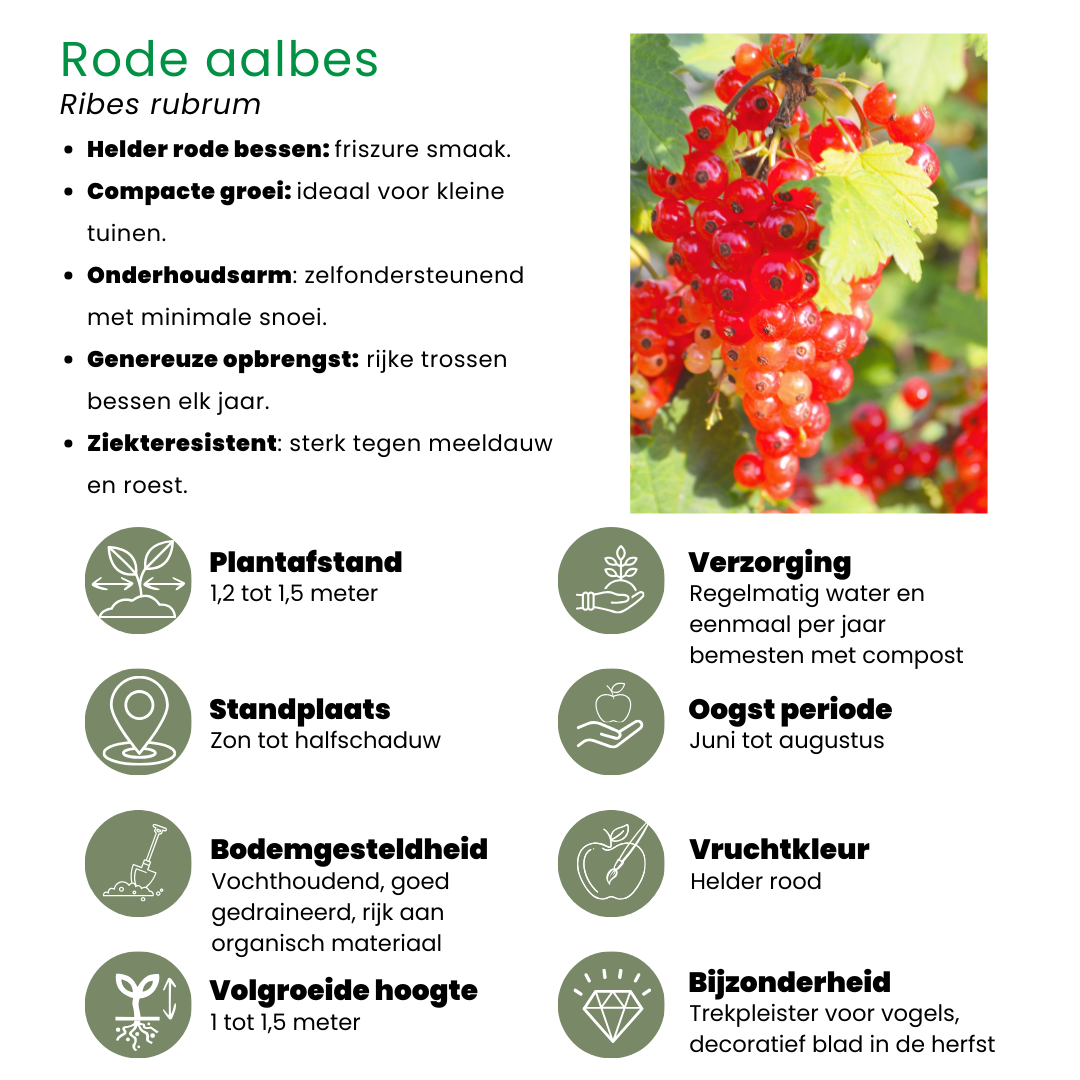 🍓 BIO Fruitplanten Mix ‘Vruchten Oase’ (5 Stuks)
