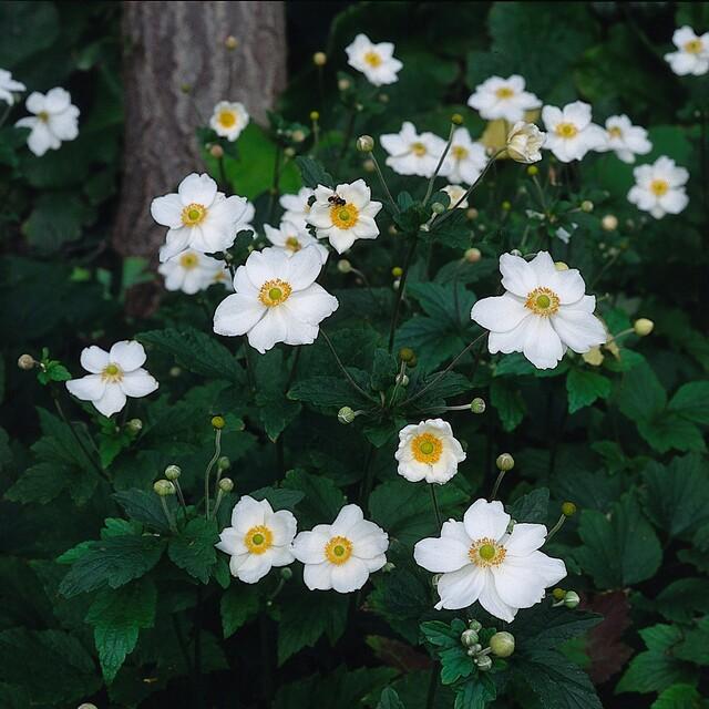 🤍 Anemone hybrida ‘Honorine Jobert’ – Herfstanemoon (6 Stuks)