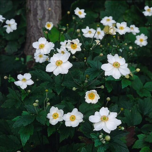 🤍 Anemone hybrida ‘Honorine Jobert’ – Herfstanemoon (6 Stuks)