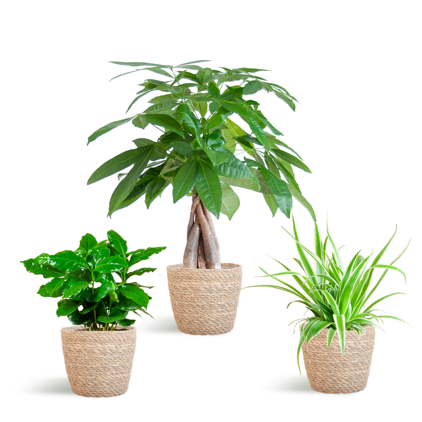 🐾 Diervriendelijke Plantenbox – Klein met Mand Sofia Naturel  (3 stuks)