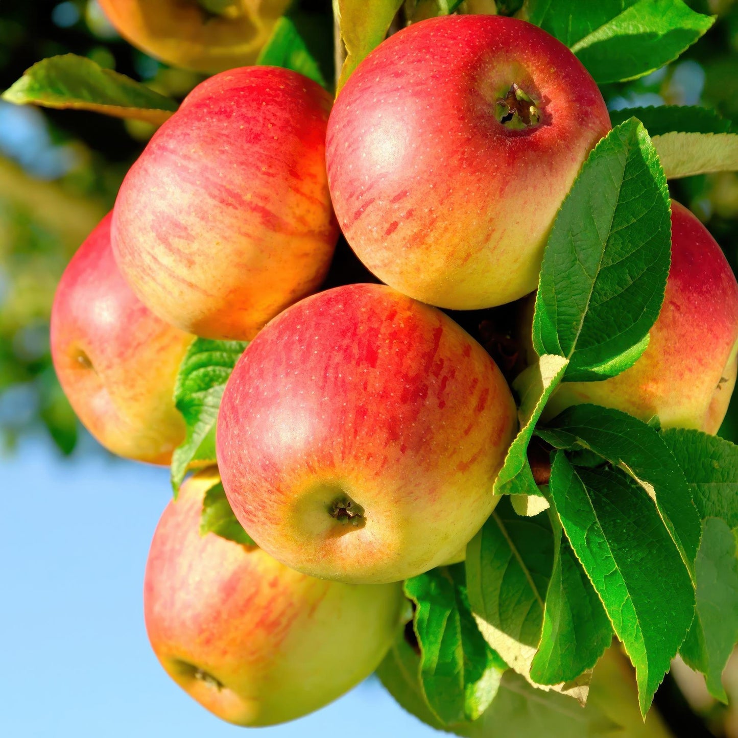 🍏 Malus domestica ‘Jonagold’ – Appelboom