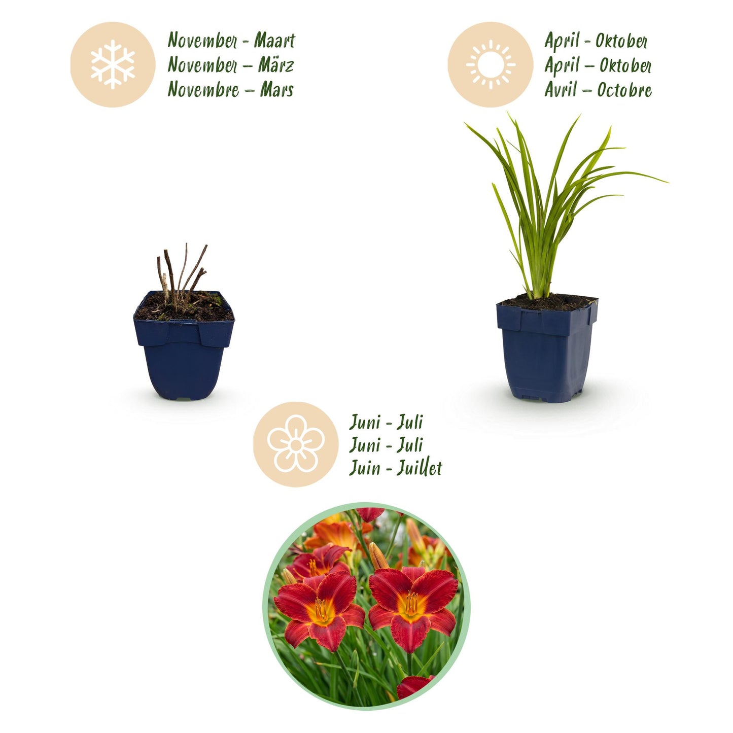🌿 Hemerocallis 'Autumn Red' – Rode Daglelie | 3 stuks