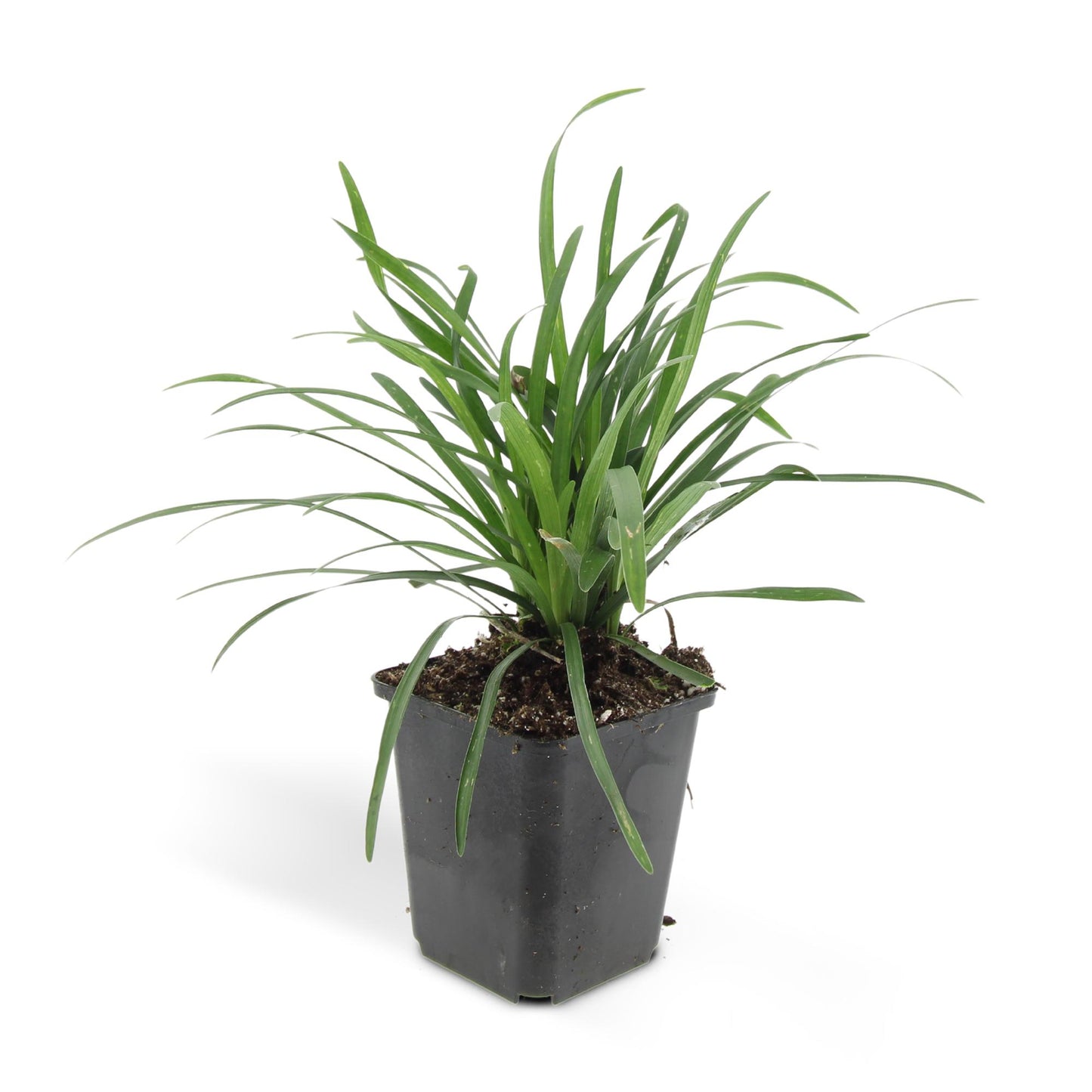 🌿 Liriope ‘Big Blue’ – Wintergroene Bloeiende Bodembedekker (24 stuks)