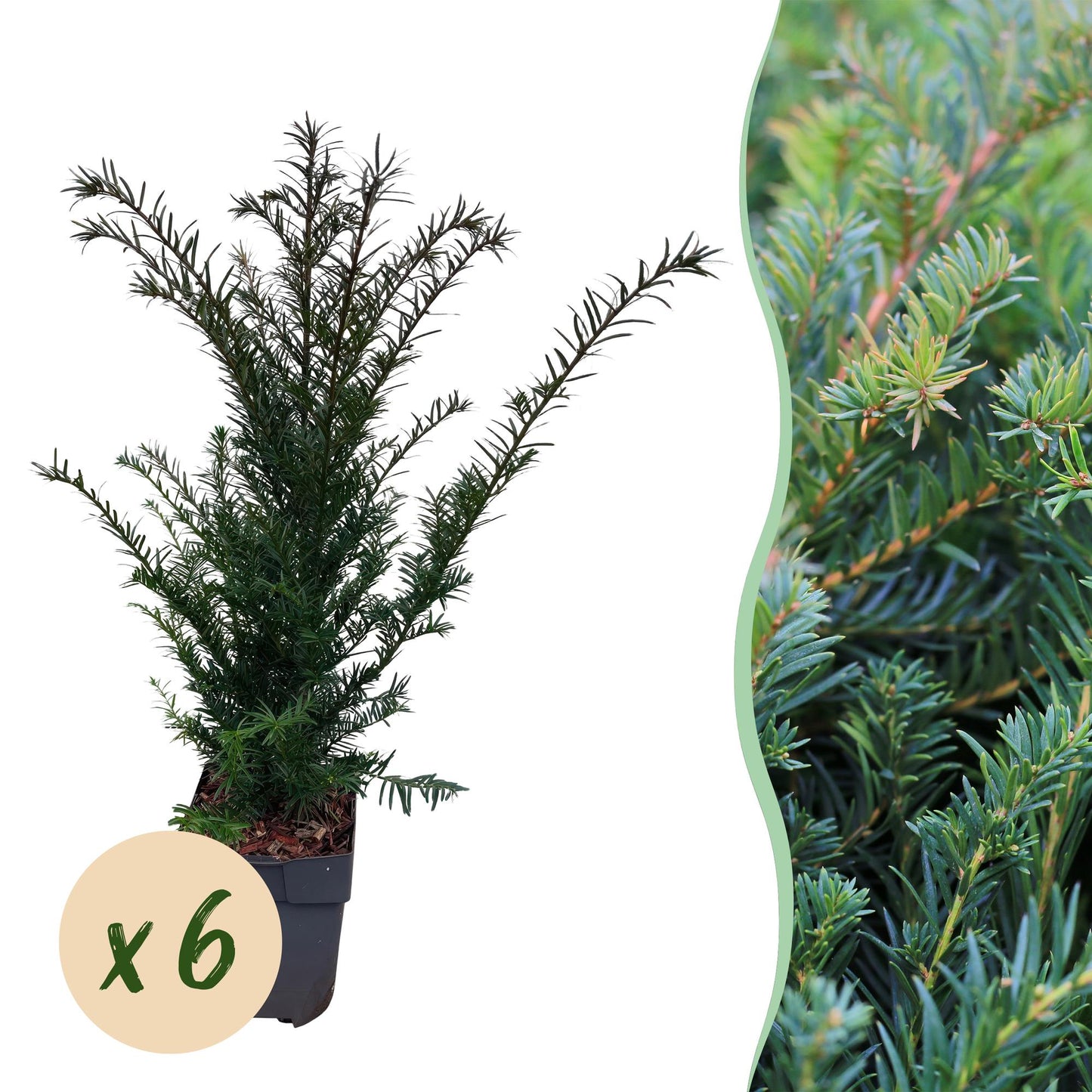 🌿 Taxus baccata | Haagplant (6 Stuks)