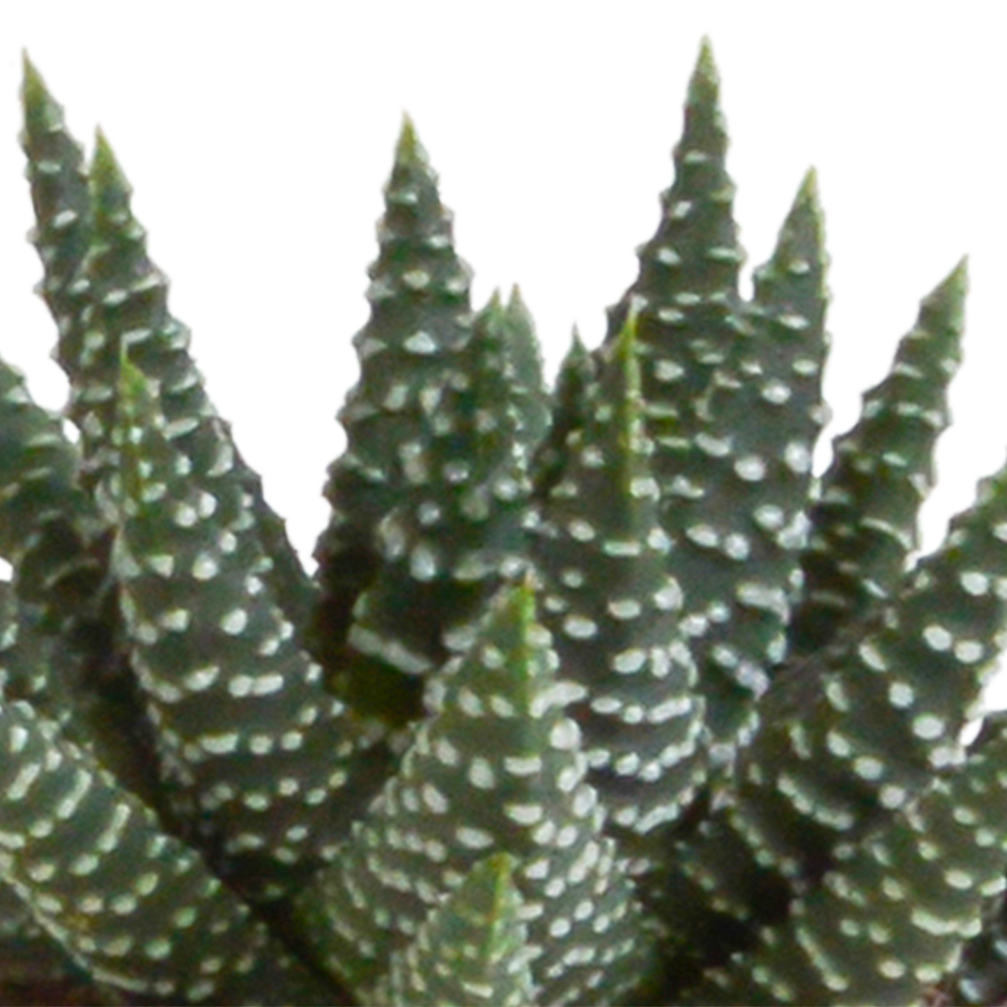 🌵 Gasteria & Haworthia Mix –  Zonder pot (5 stuks)