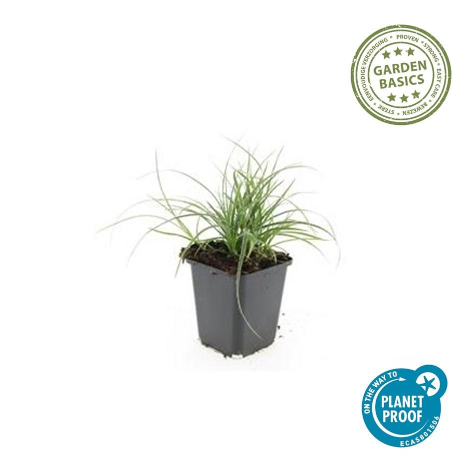 🌿 Luzula nivea – Wintergroene Schaduwbodembedekker (24 stuks)