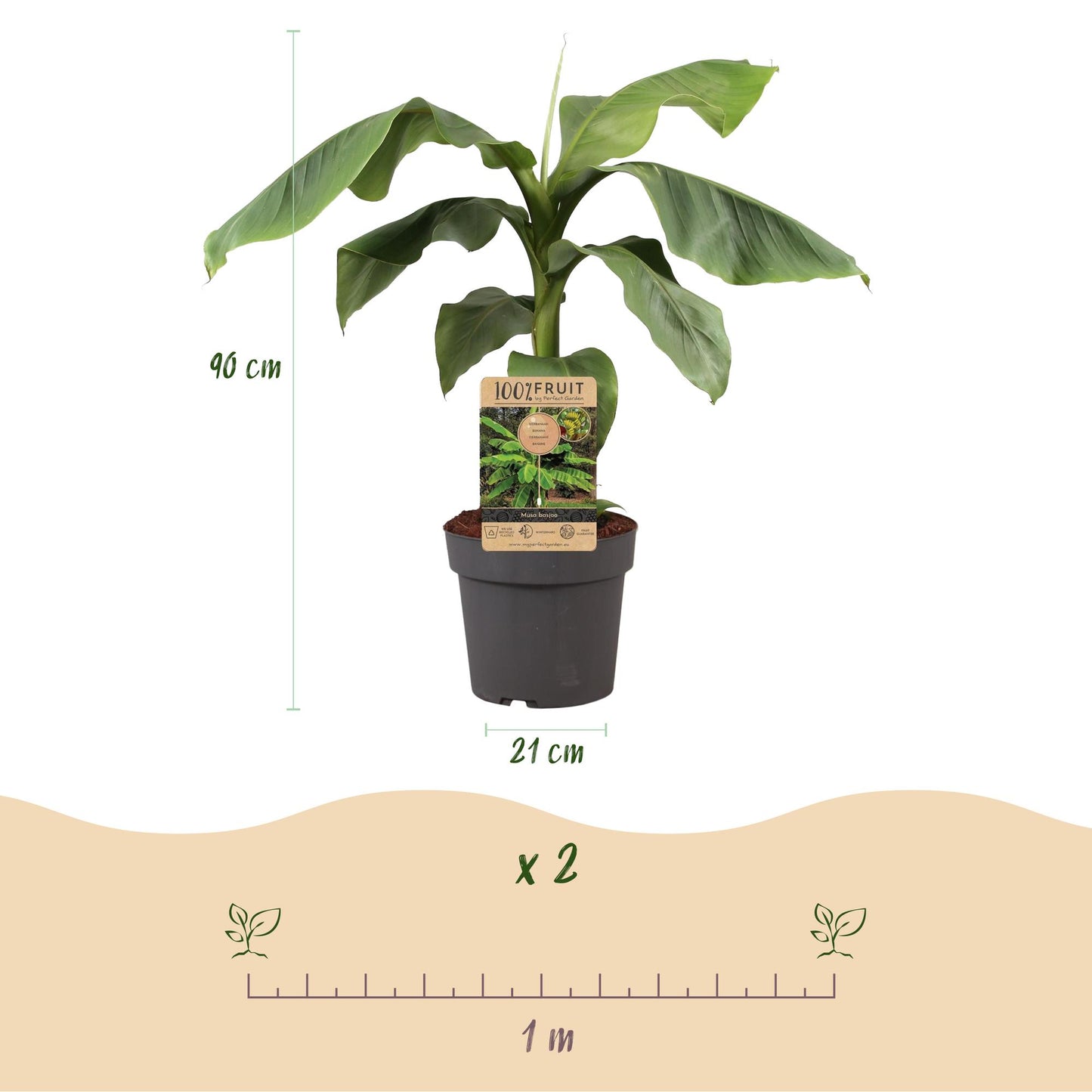 🌴 Musa basjoo – Japanse Vezelbanaan | Winterharde Bananenplant