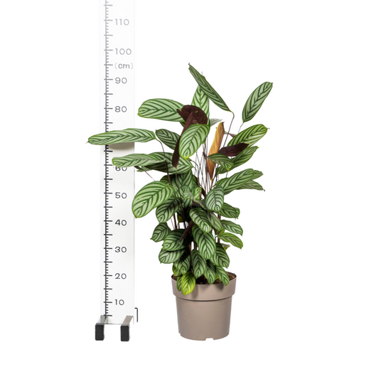 🌿 Calathea Oppenheimiana