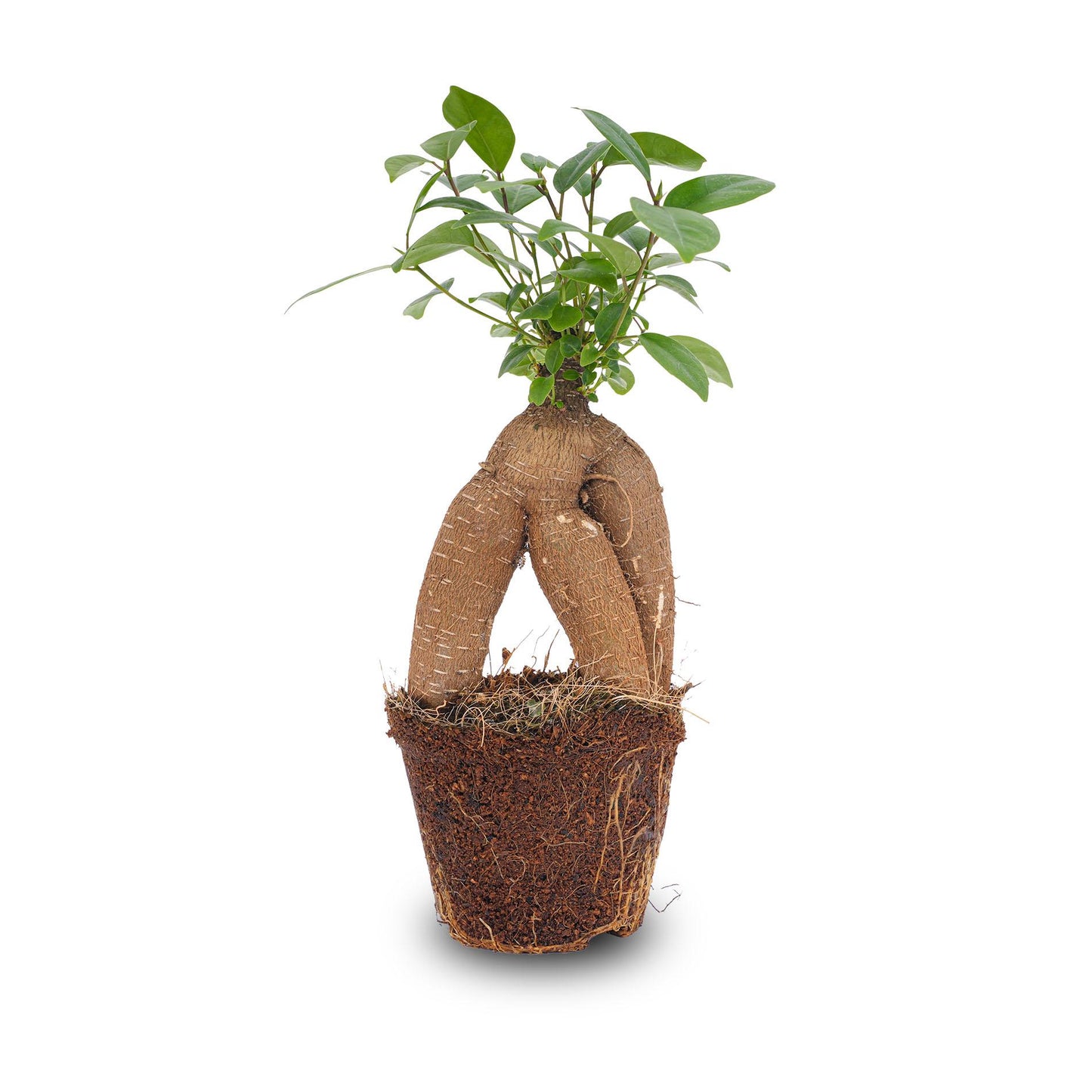🌿 Ficus Ginseng Bonsai | Mini Bonsai Kamerplant