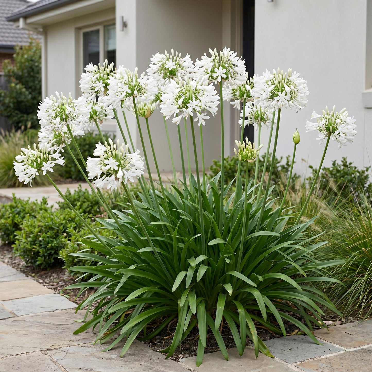 🌿 Agapanthus africanus 'Albus' – Witte Afrikaanse Lelie | 3 stuks