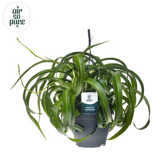 🌱 Chlorophytum Comosum 'Green Bonnie'