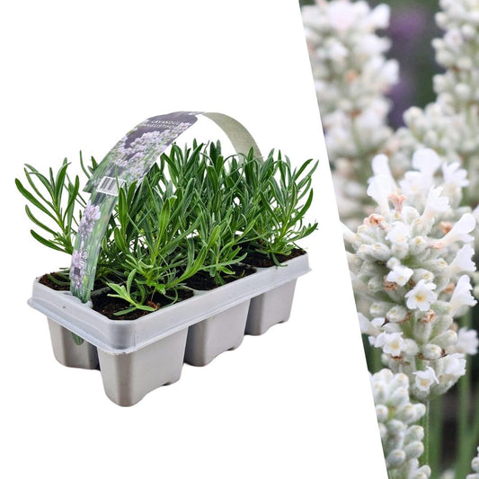 🤍 Lavandula angustifolia ‘White’ – Witte Lavendel (6 stuks)