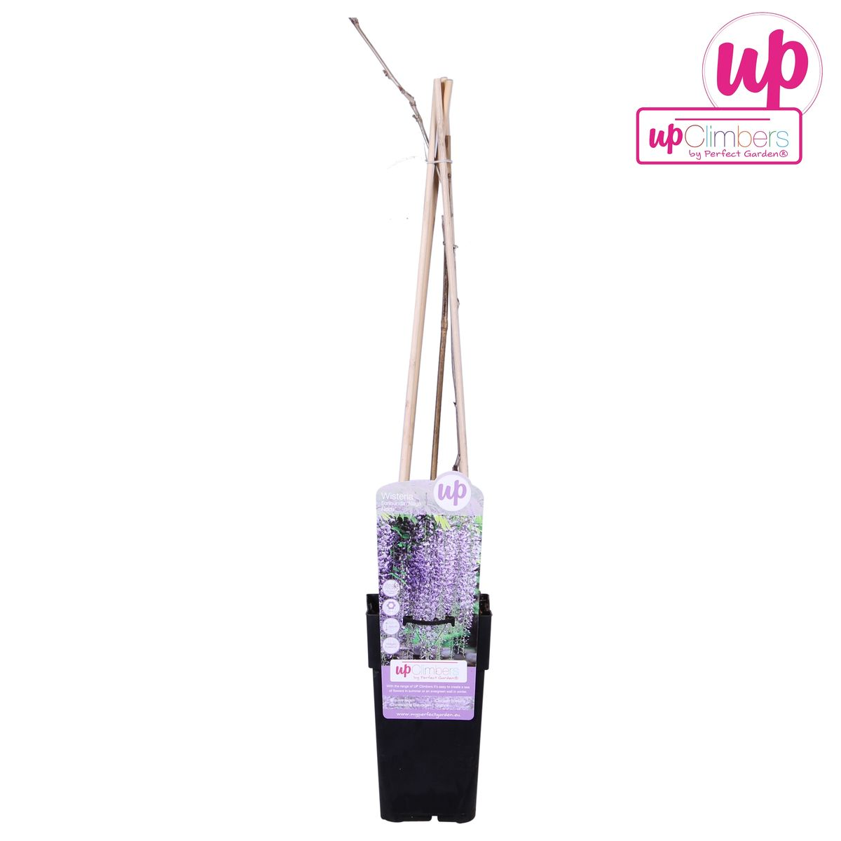 💜 Wisteria floribunda ‘Naga Noda’ – Paarse Blauwe Regen