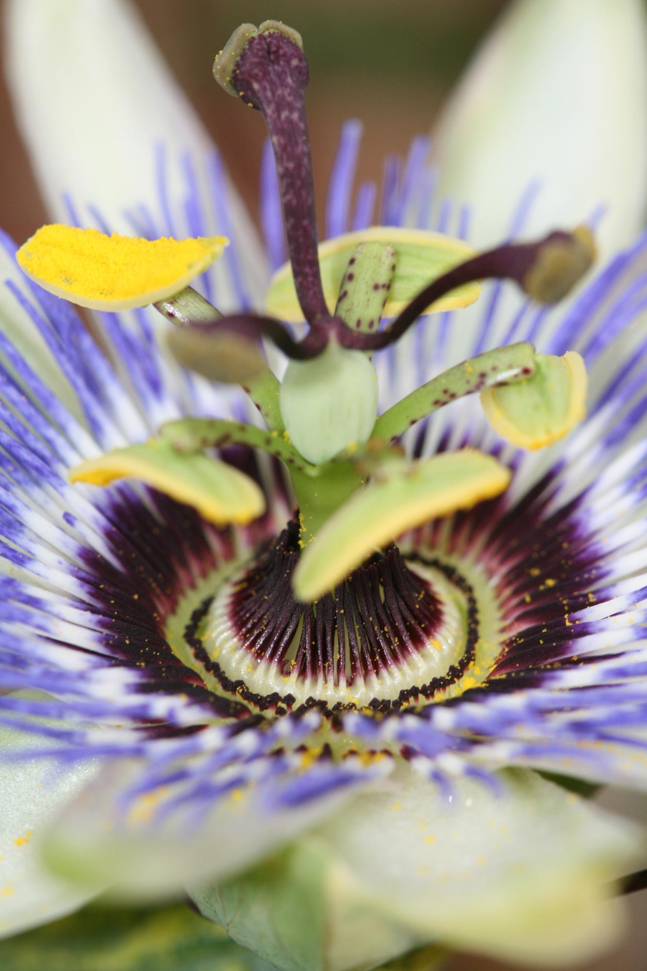 🌸 Passiflora caerulea – Ø15cm – ↕65cm – Blauwe Passiebloem
