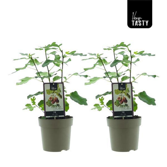🌳 Ficus carica ‘Précoce de Dalmatie’ – Vijgenboom (2 stuks)